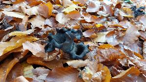 Herbsttrompete_Craterellus-cornucopioides_20251104_140155.jpg