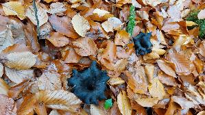 Herbsttrompete_Craterellus-cornucopioides_20251110_130330.jpg