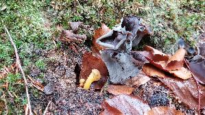 Herbsttrompete_Craterellus-cornucopioides_20251111_131003.jpg