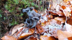 Herbsttrompete_Craterellus-cornucopioides_20251111_131558.jpg
