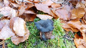 Herbsttrompete_Craterellus-cornucopioides_20251116_123431.jpg