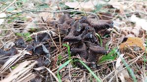 Herbsttrompete_Craterellus-cornucopioides_20260918_094805.jpg