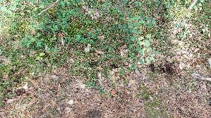 Herbsttrompete_Craterellus-cornucopioides_20260918_094847.jpg