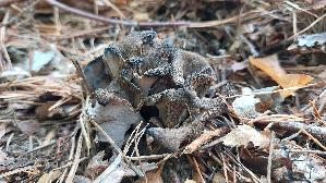 Herbsttrompete_Craterellus-cornucopioides_20260918_095050.jpg