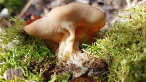 Hochgerippte-Becherlorchel_Helvella-acetabulum_20260406_132838.jpg