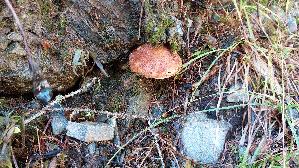 Hohlfussroehrling_Suillus-cavipes_20250906_113238.jpg