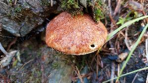 Hohlfussroehrling_Suillus-cavipes_20250906_113241.jpg
