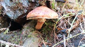 Hohlfussroehrling_Suillus-cavipes_20250906_113251.jpg