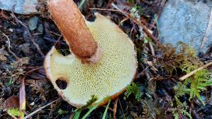 Hohlfussroehrling_Suillus-cavipes_20250906_113354.jpg