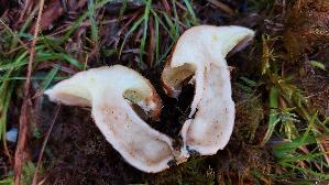 Hohlfussroehrling_Suillus-cavipes_20250906_113450.jpg