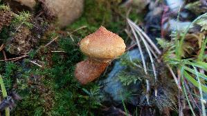 Hohlfussroehrling_Suillus-cavipes_20250906_113535.jpg