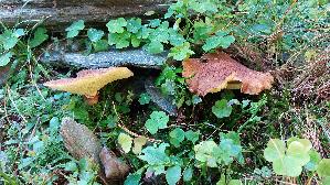 Hohlfussroehrling_Suillus-cavipes_20250906_115638.jpg