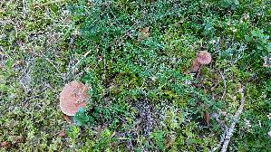 Hohlfussroehrling_Suillus-cavipes_20260916_110938.jpg