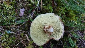 Hohlfussroehrling_Suillus-cavipes_20260916_111400.jpg