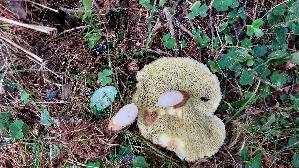 Hohlfussroehrling_Suillus-cavipes_20260917_140051.jpg