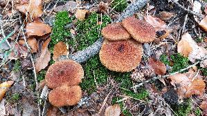 Hohlfussroehrling_Suillus-cavipes_20261022_130937.jpg