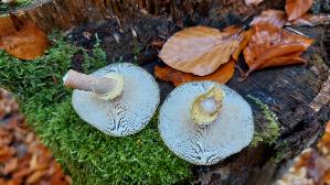 Honiggelber-Hallimasch_Armillaria-mellea_20251021_121217.jpg