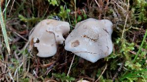 Horngrau--er-Roetelritterling_Lepista-panaeolus_20260917_120758.jpg