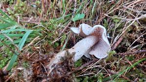 Horngrau--er-Roetelritterling_Lepista-panaeolus_20260917_120916.jpg