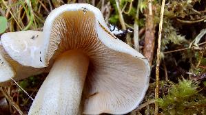 Horngrau--er-Roetelritterling_Lepista-panaeolus_20260917_120929.jpg