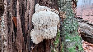 Igel---Stachelbart_Hericium-erinaceus_20251107_131441.jpg