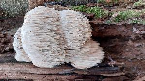 Igel---Stachelbart_Hericium-erinaceus_20251107_132134.jpg