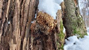Igel---Stachelbart_Hericium-erinaceus_20260104_134722.jpg