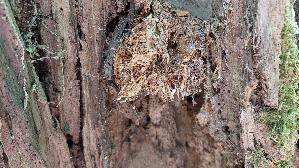 Igel---Stachelbart_Hericium-erinaceus_20260728_121631.jpg