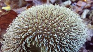 Igelstaeubling_Lycoperdon-echinatum_20261019_125229.jpg