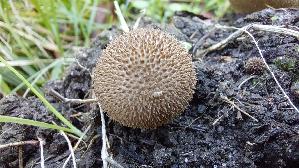 Igelstaeubling_Lycoperdon-echinatum_20261019_133138.jpg