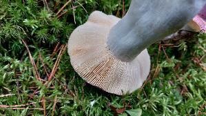 Jodoform---Taeubling_Russula-turci_20251001_164043.jpg