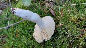 Jodoform---Taeubling_Russula-turci_20251011_111128.jpg