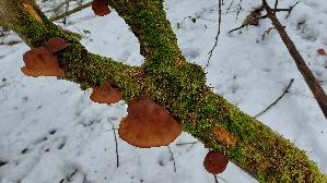 Judasohr_Auricularia-auricula---judae_20260131_135006.jpg