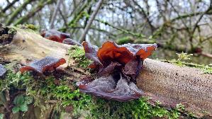 Judasohr_Auricularia-auricula---judae_20260312_124539.jpg