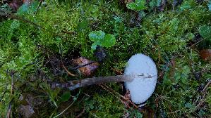 Kaffeebrauner-Gabeltrichterling_Pseudoclitocybe-cyathiformis_20261005_122632.jpg