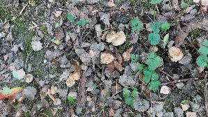 Kahler-Krempling_Paxillus-involutus_20250909_114729.jpg