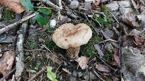 Kahler-Krempling_Paxillus-involutus_20250909_114741.jpg