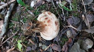 Kahler-Krempling_Paxillus-involutus_20250909_114803.jpg