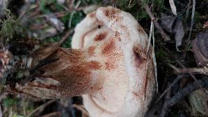 Kahler-Krempling_Paxillus-involutus_20250909_114816.jpg