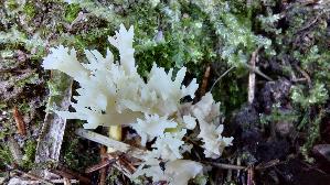 Kammkoralle_Clavulina-coralloides_20261003_120608.jpg