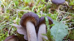 Kampfermilchling_Lactarius-camphoratus_20261022_153445.jpg