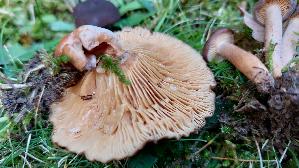 Kampfermilchling_Lactarius-camphoratus_20261022_153537.jpg