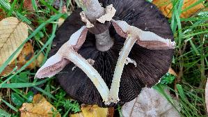 Karbolchampignon_Agaricus-xanthoderma_20251020_140101.jpg