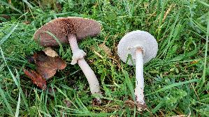 Karbolchampignon_Agaricus-xanthodermus_20241104_111612.jpg