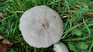 Karbolchampignon_Agaricus-xanthodermus_20241104_111635.jpg