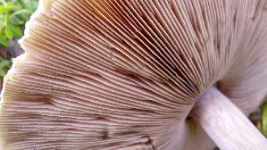 Karbolchampignon_Agaricus-xanthodermus_20241104_111728.jpg