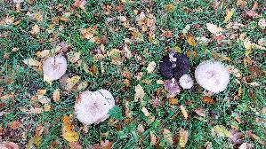 Karbolchampignon_Agaricus-xanthodermus_20251020_135950.jpg