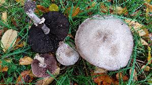 Karbolchampignon_Agaricus-xanthodermus_20251020_135958.jpg