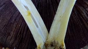 Karbolchampignon_Agaricus-xanthodermus_20251020_140115.jpg