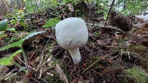 Karbolchampignon_Agaricus-xanthodermus_20260918_110112.jpg